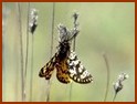 Eurranthis plummistaria